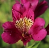 Picture of Alstroemeria 'Pandora'