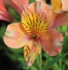 Picture of Alstroemeria Apricot [Butterscotch]