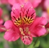 Picture of Alstroemeria 'Patricia Lynn'