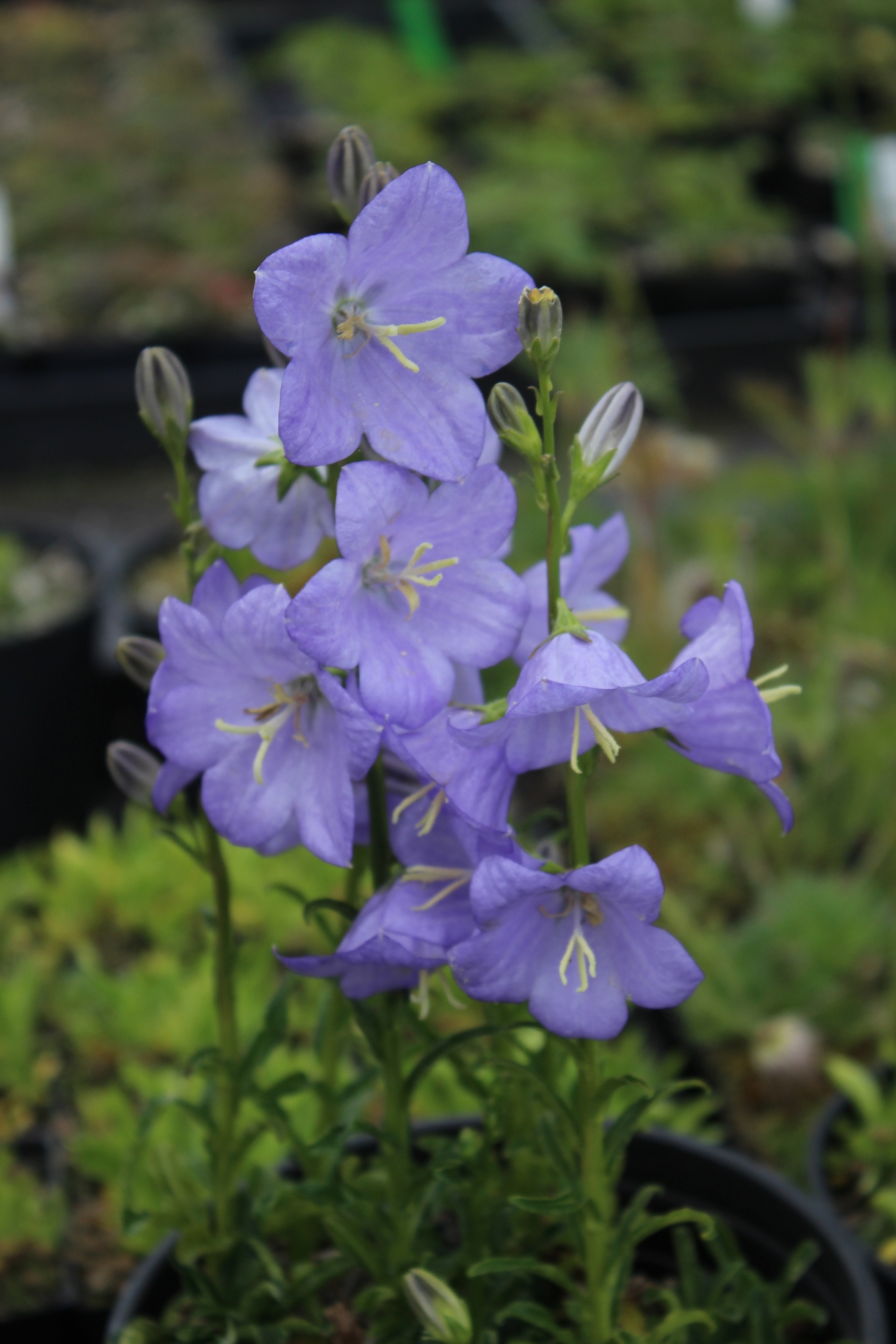 Edelweiss Perennials. Campanula persicifolia f. nitida 'Bajazzo'