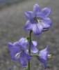 Picture of Campanula persicifolia f. nitida 'Bajazzo'