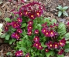 Picture of Primula x juliana 'Allure'