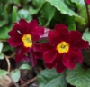 Picture of Primula x juliana 'Allure'