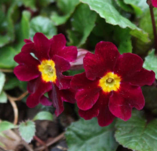 Picture of Primula x juliana 'Allure'