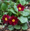 Picture of Primula x juliana 'Allure'