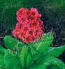 Picture of Primula japonica 'Miller's Crimson'