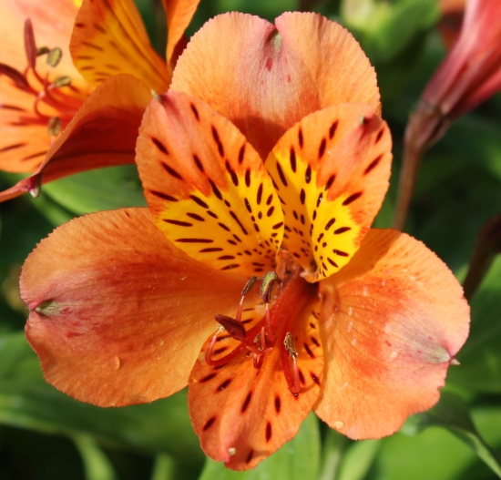 Picture of Alstroemeria 'Perfect Orange'