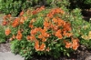 Picture of Alstroemeria 'Perfect Orange'