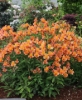 Picture of Alstroemeria 'Perfect Orange'