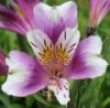 Picture of Alstroemeria Lavender-white