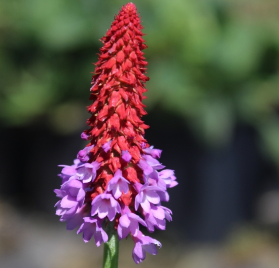 Picture of Primula vialii