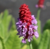 Picture of Primula vialii