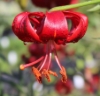 Picture of Lilium davidii 'Berry Red' BR lg