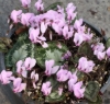 Picture of Cyclamen graecum