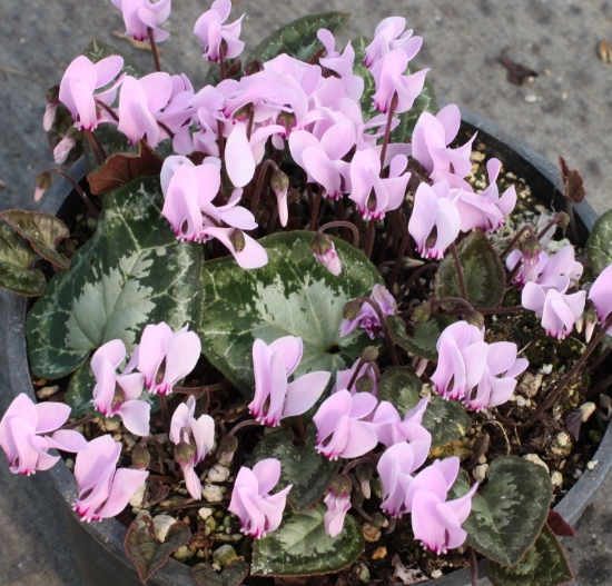 Picture of Cyclamen graecum