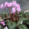 Picture of Cyclamen graecum