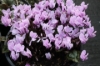 Picture of Cyclamen graecum