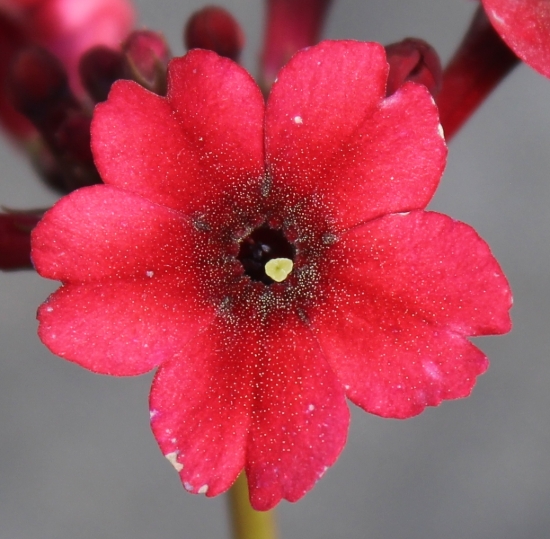 Picture of Primula japonica 'Miller's Crimson'
