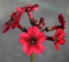 Picture of Primula japonica 'Miller's Crimson'
