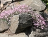 Picture of Gypsophila repens 'Red Neck'