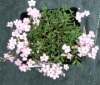 Picture of Gypsophila repens 'Red Neck'