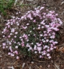 Picture of Gypsophila repens 'Red Neck'