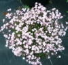 Picture of Gypsophila repens 'Red Neck'