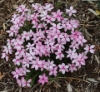 Picture of Rhodohypoxis baurii 'Pintado'