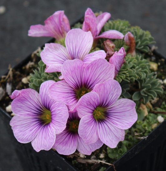 Picture of Oxalis 'Ione Hecker'