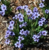 Picture of Sisyrinchium 'Devon Skies'