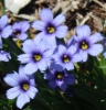 Picture of Sisyrinchium 'Devon Skies'
