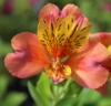 Picture of Alstroemeria 'Majestic Henri'