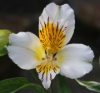 Picture of Alstroemeria 'Apollo'