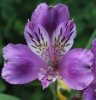 Picture of Alstroemeria 'Lavender Eyes'