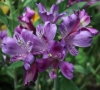 Picture of Alstroemeria 'Lavender Eyes'