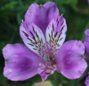 Picture of Alstroemeria 'Lavender Eyes'