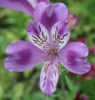 Picture of Alstroemeria 'Lavender Eyes'