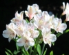Picture of Alstroemeria 'Casablanca'