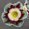 Picture of Primula auricula 'King Kong'
