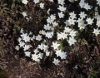 Picture of Anemone nemorosa 'Stars in the Night'