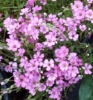 Picture of Gypsophila repens 'Rosa Schoenheit'
