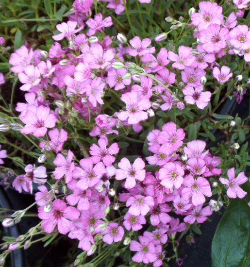Picture of Gypsophila repens 'Rosa Schoenheit'