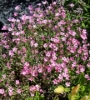 Picture of Gypsophila repens 'Rosa Schoenheit'