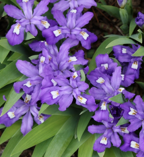 Picture of Iris cristata 'Abbey's Violet'