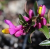 Picture of Polygala chamaebuxus 'Grandiflora'