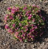 Picture of Polygala chamaebuxus 'Grandiflora'