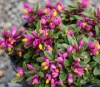 Picture of Polygala chamaebuxus 'Grandiflora'