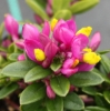 Picture of Polygala chamaebuxus 'Grandiflora'