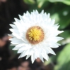 Picture of Helichrysum bellum