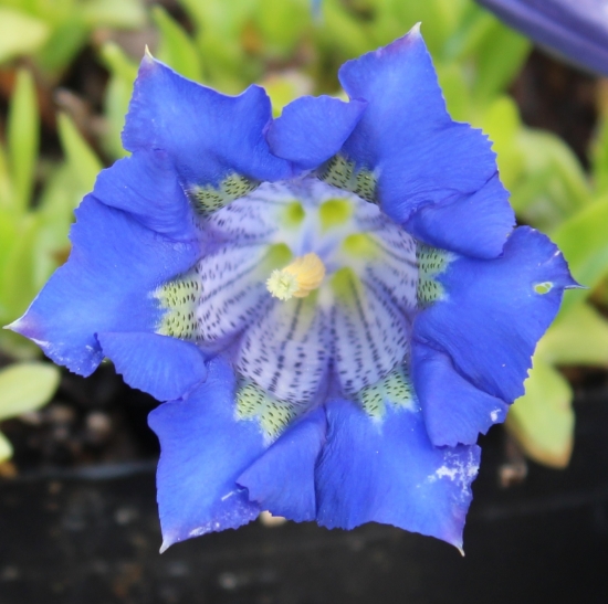 Picture of Gentiana angustifolia-Hybrid Leach Giant